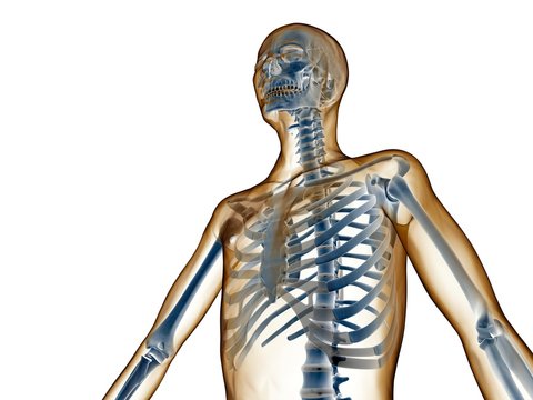 Upper body skeleton, computer artwork