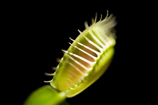 Venus flytrap (Dionaea muscipula)