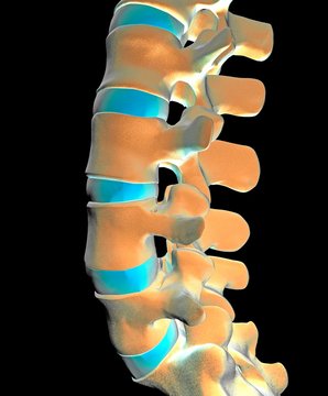 Lumbar spine, computer artwork