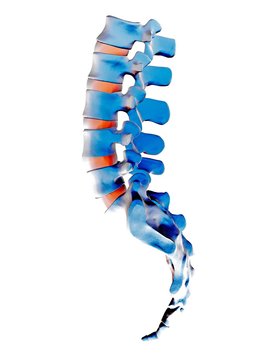 Lumbar spine and sacrum, computer artwork