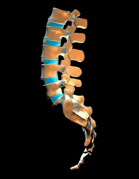 Lumbar spine and sacrum, computer artwork
