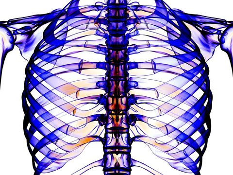 Ribcage, computer artwork