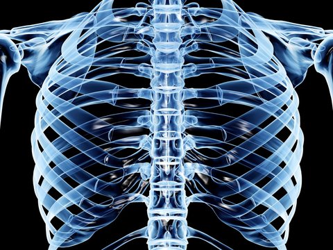 Ribcage, computer artwork