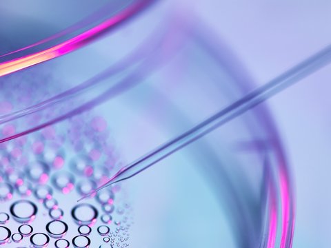 Stem Cell Research