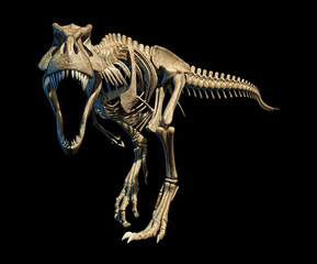 Tyrannosaurus rex skeleton, illustration