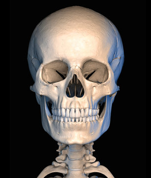 Human skull, illustration