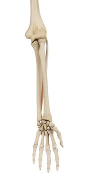 Human arm muscles, illustration