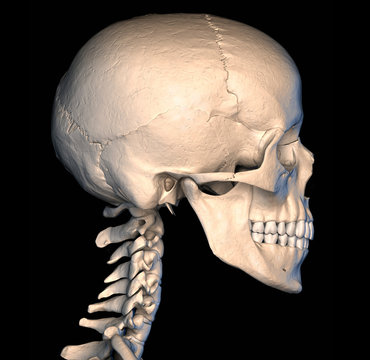 Human skull, illustration