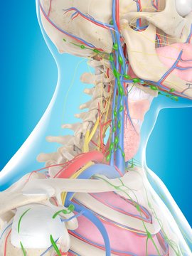 Human anatomy, illustration