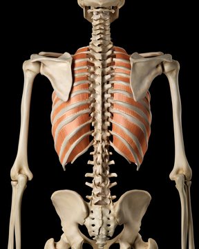 Human chest muscles, illustration