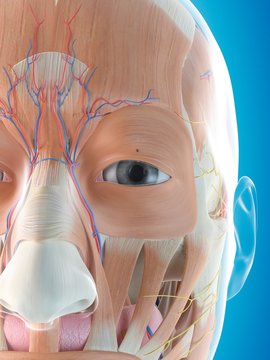 Human face anatomy, illustration