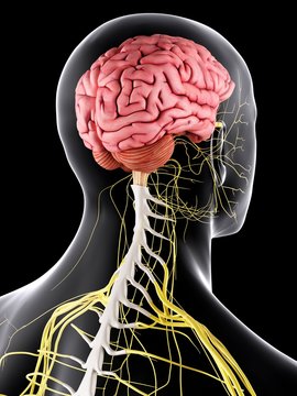 Human brain and spinal cord, illustration