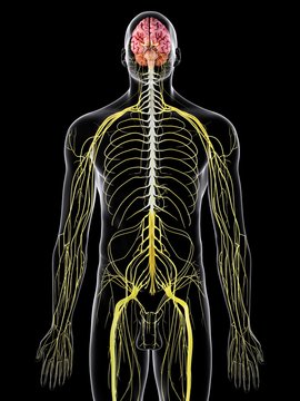 Human brain and spinal cord, illustration