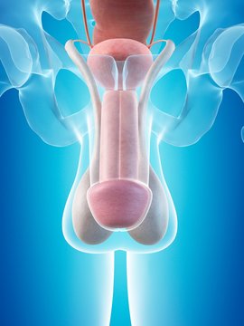 Male penis anatomy, illustration