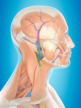 Human head anatomy, illustration