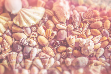 A close-up vintage style photo of a child's seashell collection from a summer vacation at the beach. Added flaws to look like retro film.