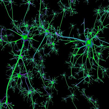 Neuron, illustration