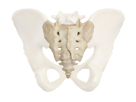 Human pelvis, illustration