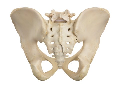 Human pelvis, illustration