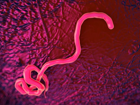 Ebola virus, illustration