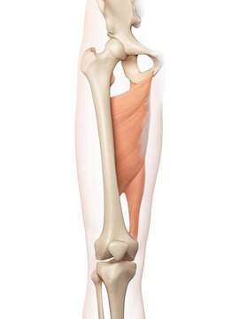 Human thigh muscle, illustration