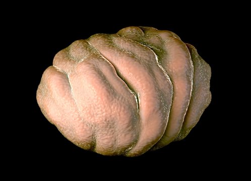 Water bear tun, illustration