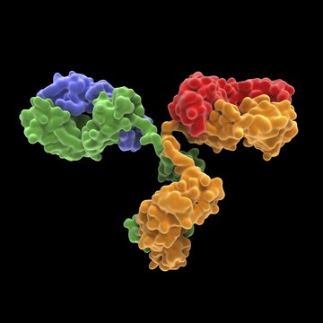Monoclonal antibody IgG2a