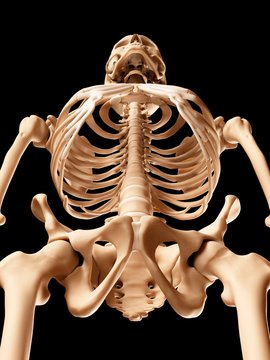 Human skeletal system, illustration