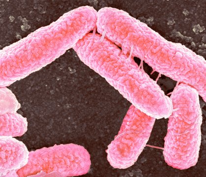 E coli bacteria, SEM