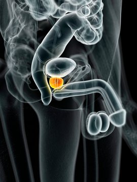 Male prostate gland, illustration