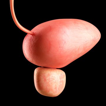 Human bladder, illustration