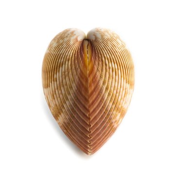 Heart cockle shell