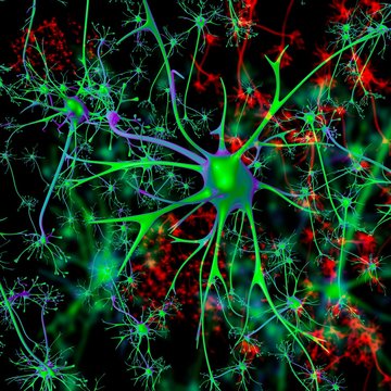 Neuron, illustration