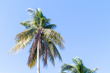 Crown of palm tree of coconut on blue sky background