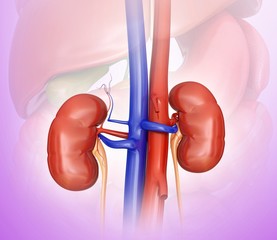 Human kidneys, illustration