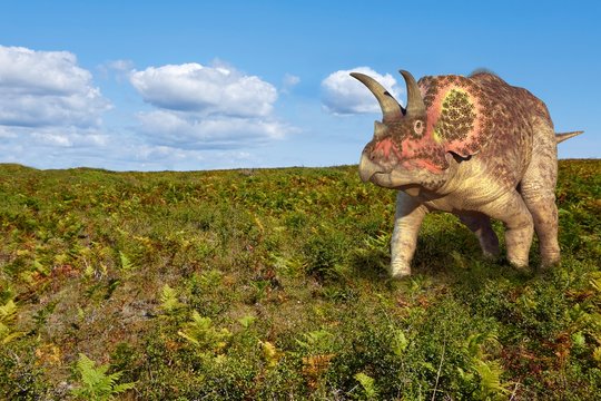 Triceratops dinosaur, illustration