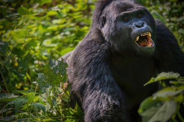 A rare view of a silverback mountain gorilla charging through the forest with his mouth open and teeth showing, displaying anger and aggression toward a younger male, offscreen. © Cheryl Ramalho