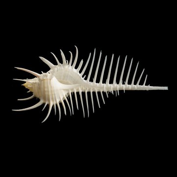 Comb shell