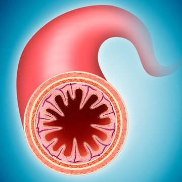 Small intestinal wall, illustration