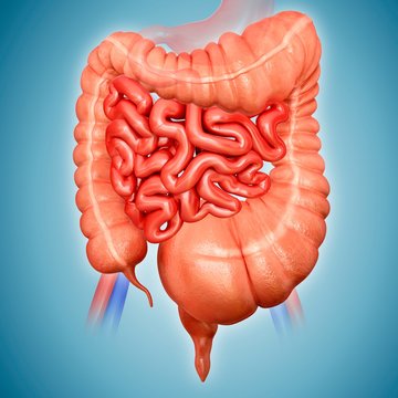 Megacolon, illustration