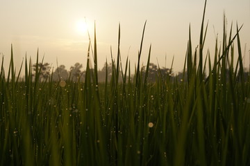 green grass and sunset