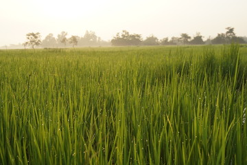 wheat field and blue sky with clouds