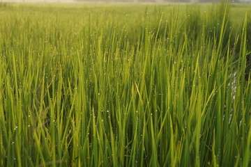 green wheat field