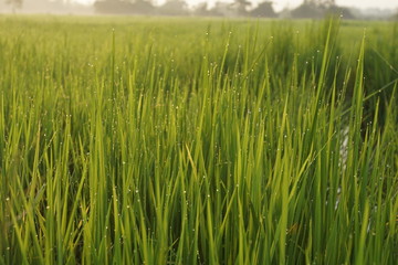 green wheat field