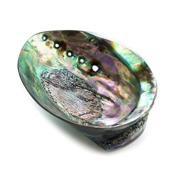 Abalone shell