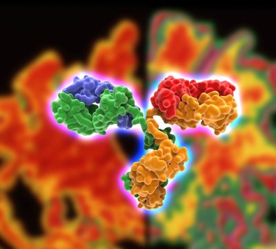 Antibody Alzheiimer's treatment