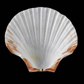 Scallop shell