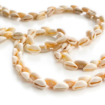Money cowry sea shells