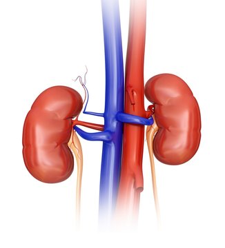 Human kidneys, illustration