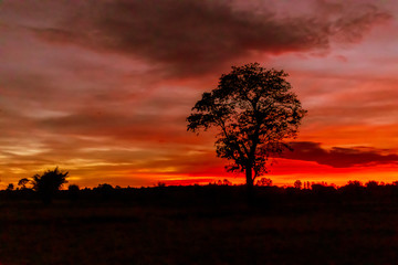 Fototapeta na wymiar Silhouette of trees and red light of the sun setting during a beautiful sunset